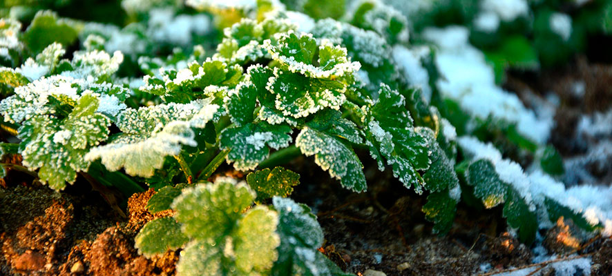 How to protect your garden from frosts