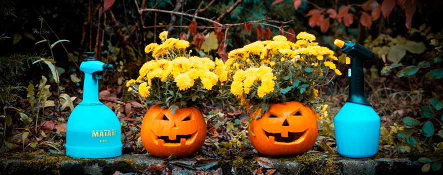 Decora tu jardín con crisantemos