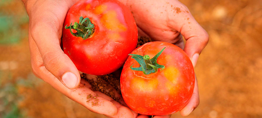 Cuidados de la huerta en agosto