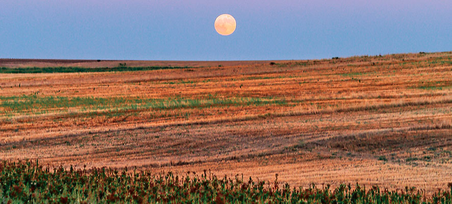 Cultivar según el calendario lunar