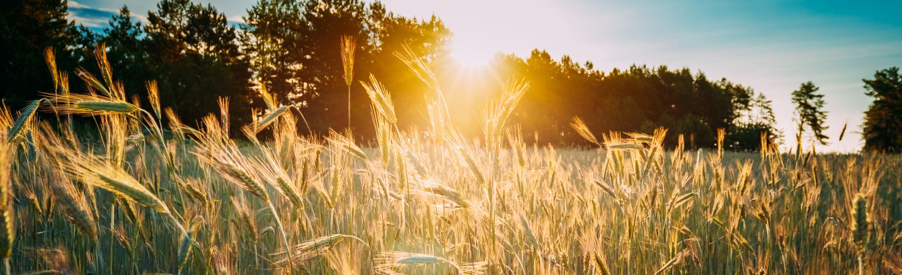 Cómo proteger tu huerta y tus plantas de casa durante una ola de calor