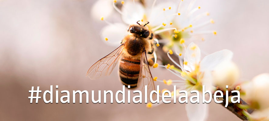 Día Mundial de la Abeja