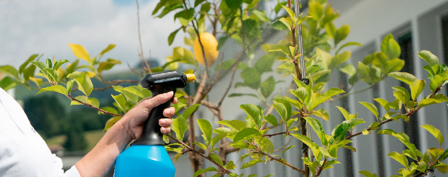 Conseils pour avoir un citronnier en bonne santé