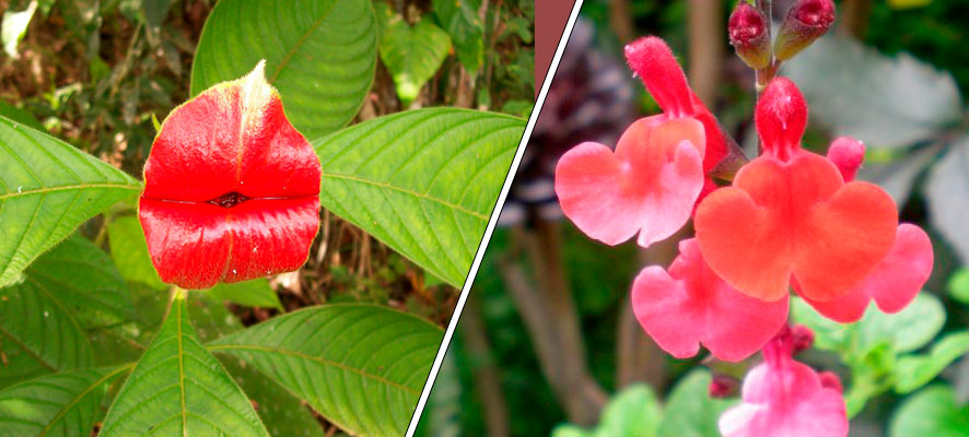 Flor del beso labios calientes