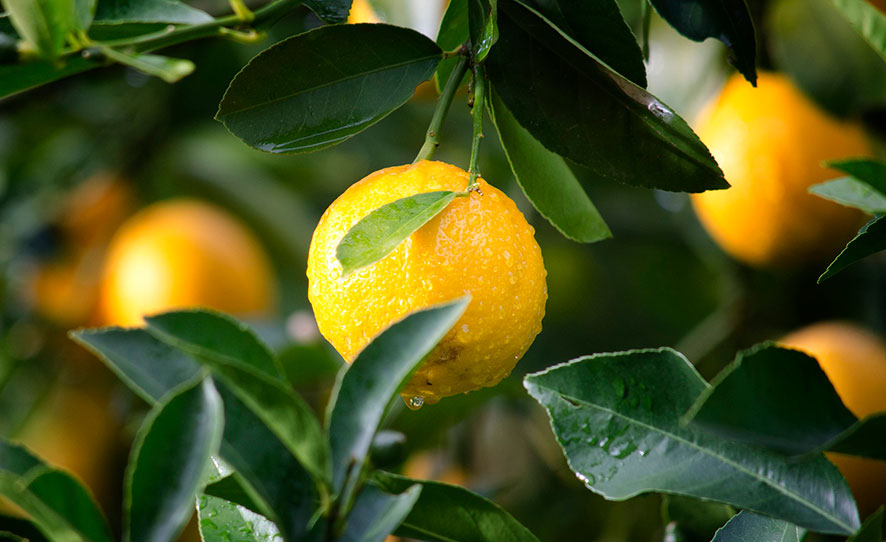 Naranjas y limones