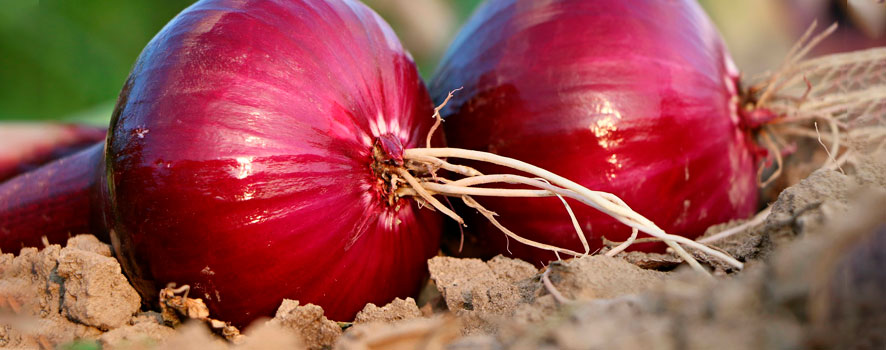 Frutas y hortalizas de octubre