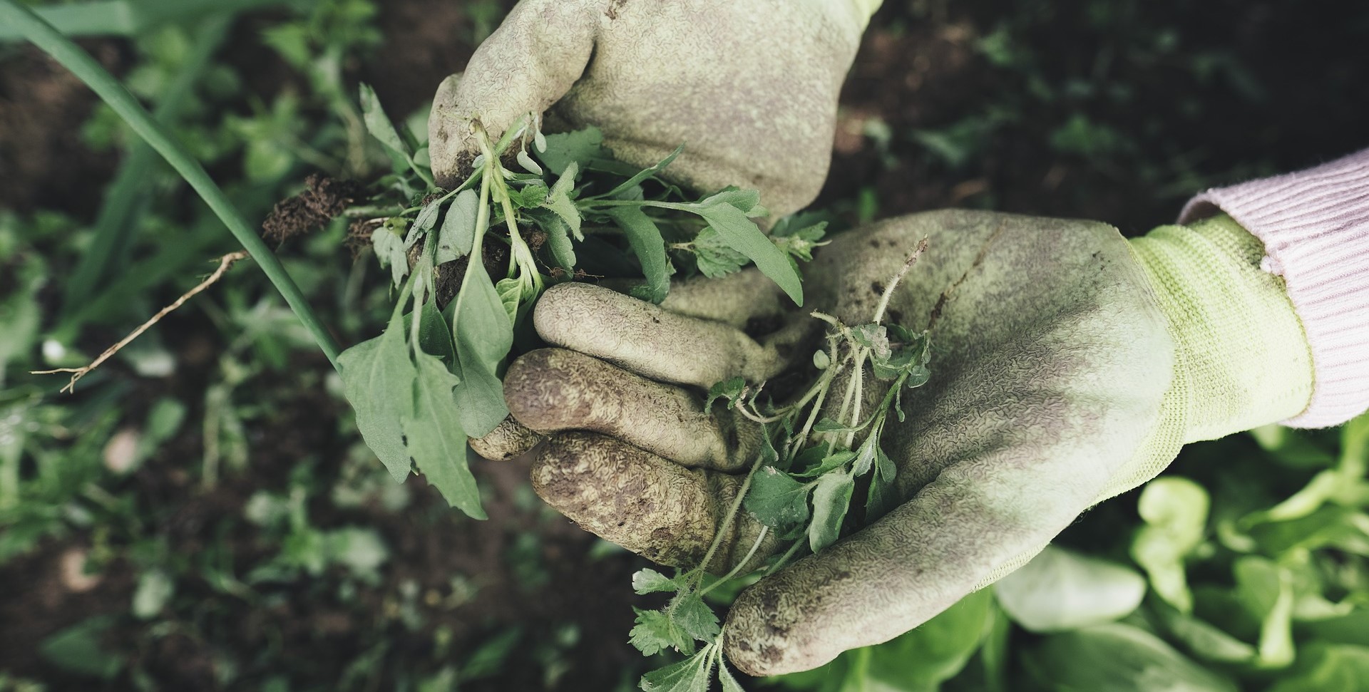 CUIDADOS BÁSICOS PARA EL JARDÍN EN PRIMAVERA