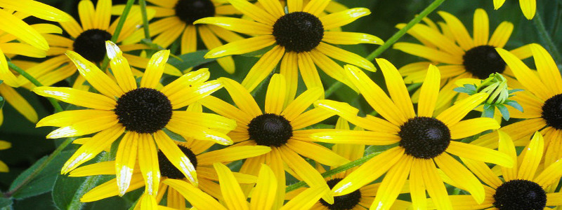 TAREAS DE JARDIN EN MAYO