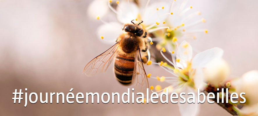 Non, pas sans les abeilles