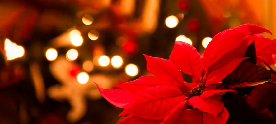 La tradición de la Flor de Pascua en Navidades