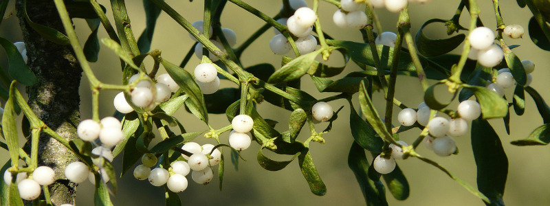 Las plantas más navideñas