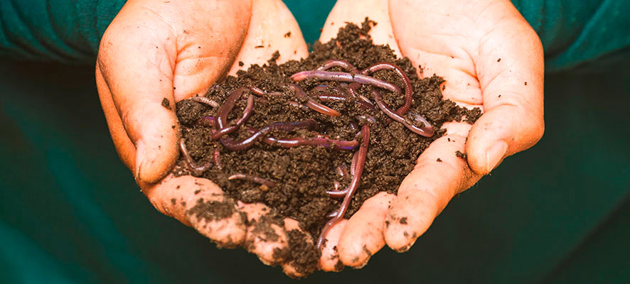 homemade fertilizers for allotment garden