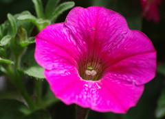 La petunia es una de las flores de verano