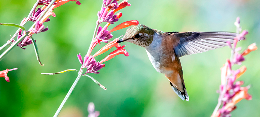 cómo atraer colibries a tu jardín