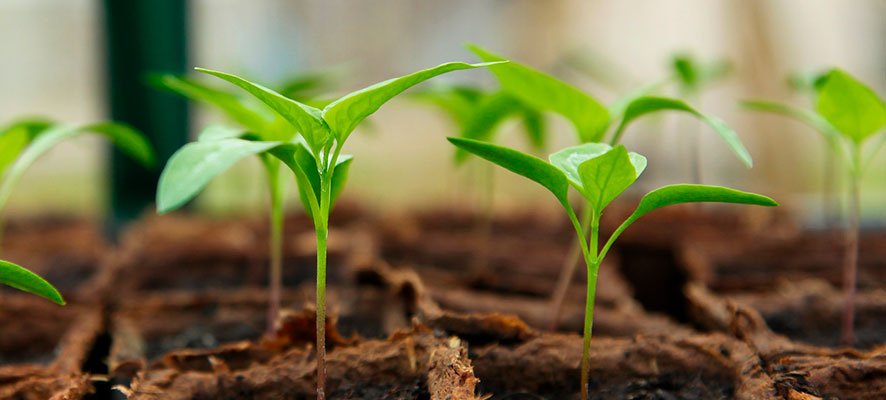 potager en autonme