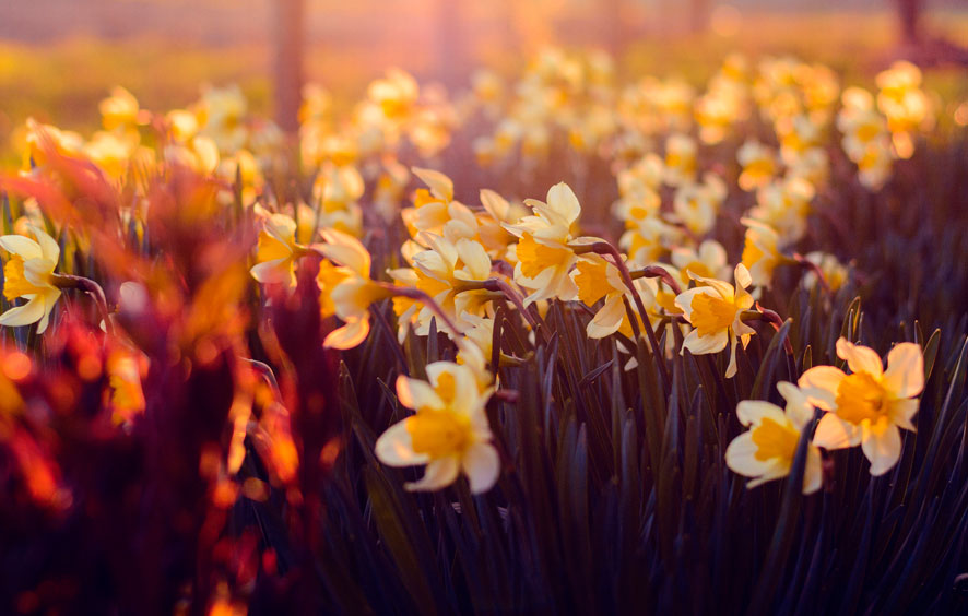 Plantar narcisos en septiembre