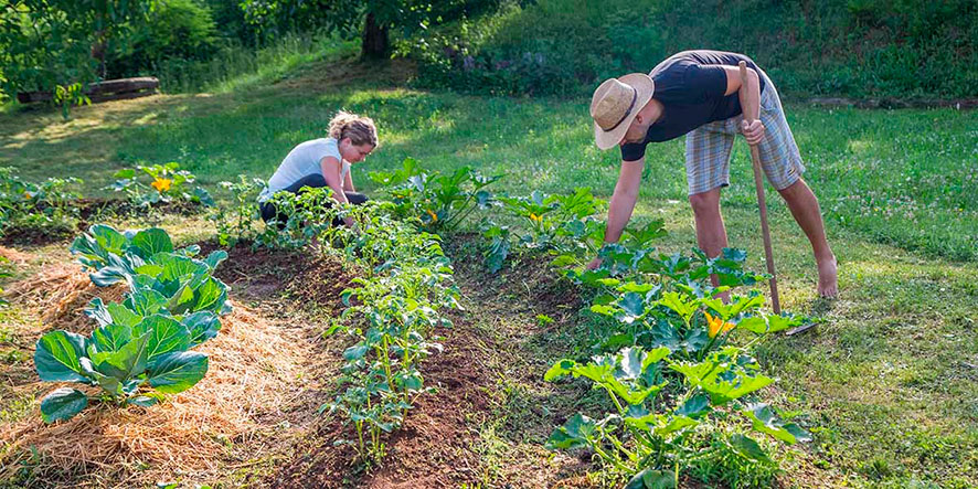 Permaculture gardening