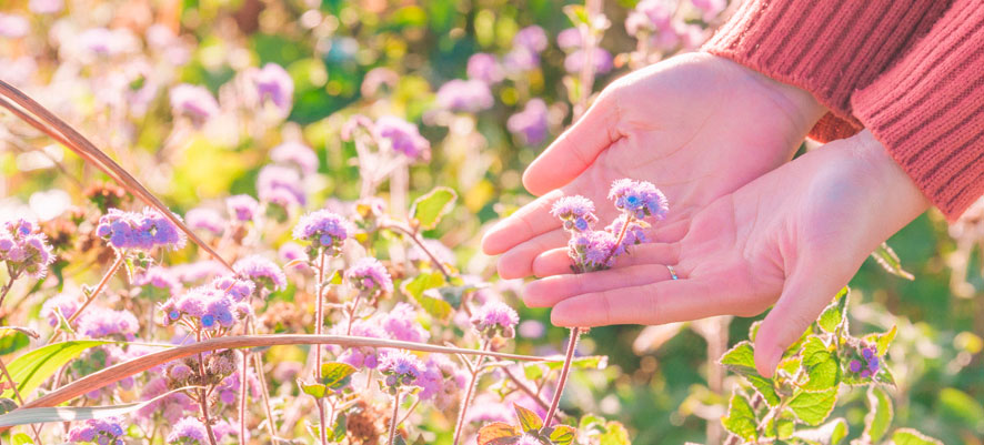 Préparez votre jardin pour l'été la moisissure