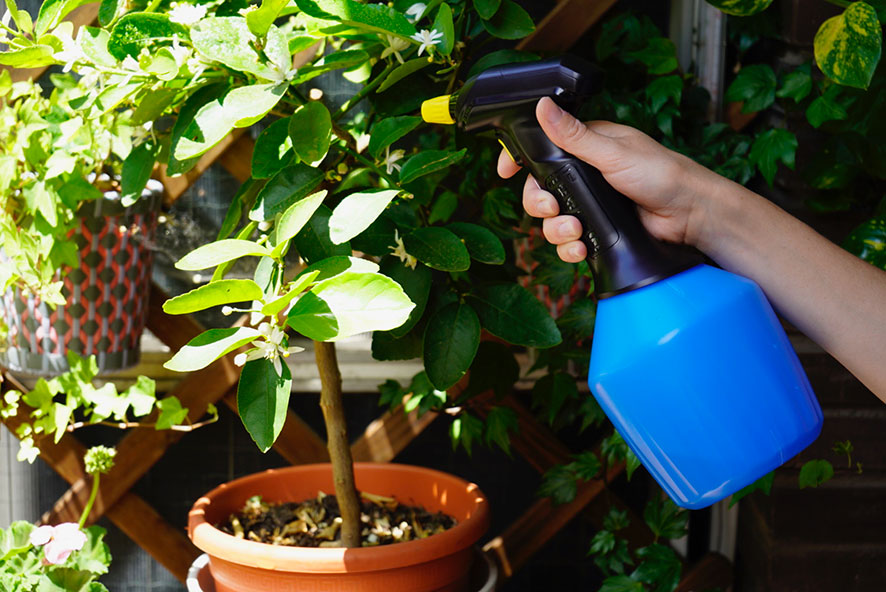 Ne vous oubliez pas de pulvériser vos plantes en été