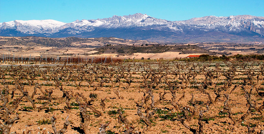 viñedos de la rioja