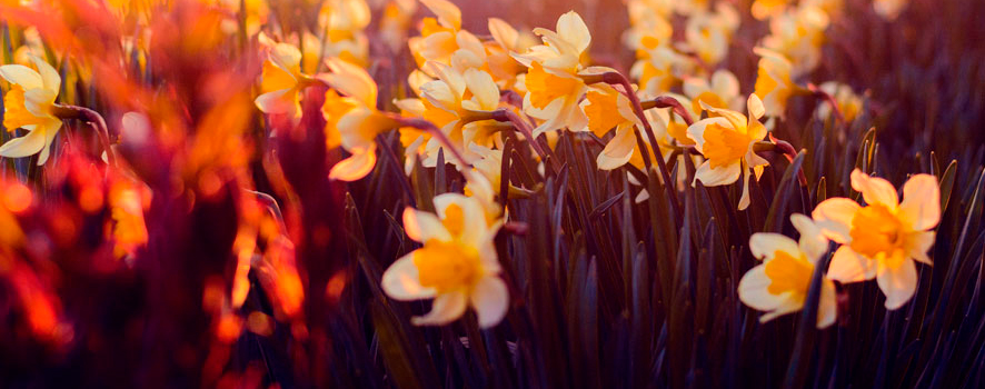 travaux de jardinage en septembre narcisses