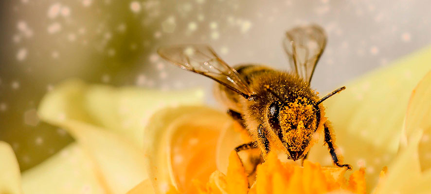 The importance of bees in our lives