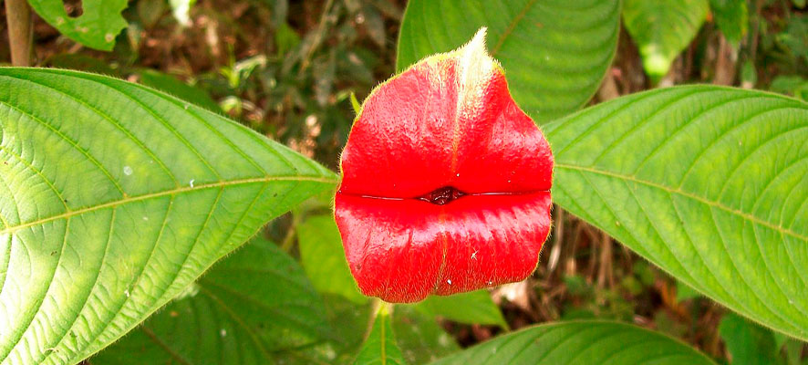 Psychotria Elata, flor del beso