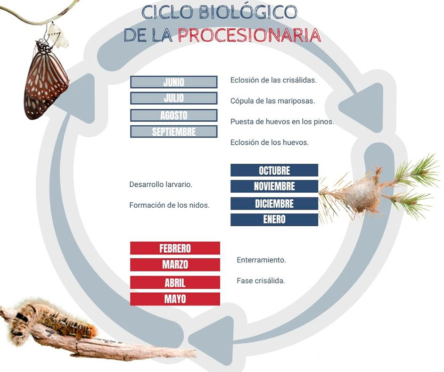 ciclo biologico de la procesionaria