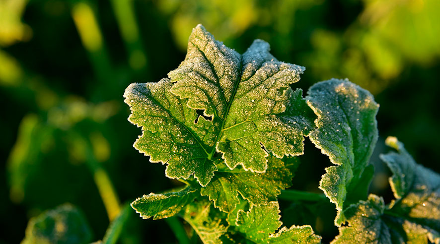 verduras congeladas